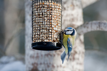 Image showing blue tit on feeder