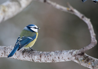 Image showing blue tit