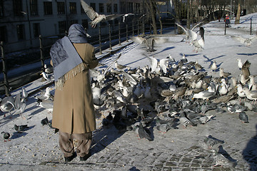 Image showing Feeding Hungry Birds