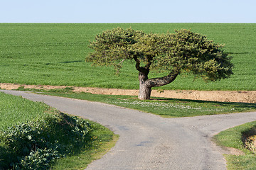 Image showing Tree