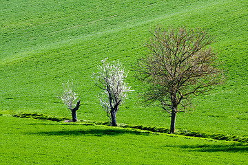 Image showing Trees in the country