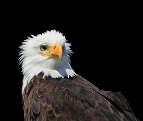 Image showing Bald eagle