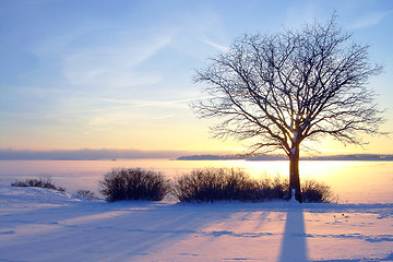 Image showing Winter sunset in Finland