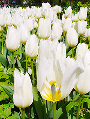 Image showing White Tulip Field