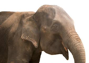 Image showing smiling elephant