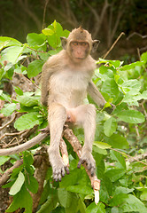 Image showing macaque