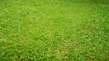 Image showing green grass