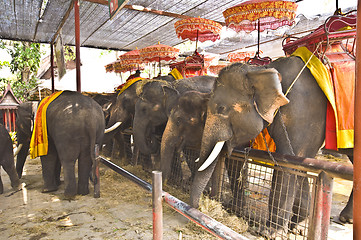 Image showing Elephants