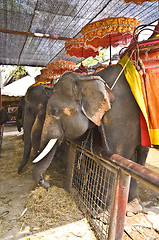 Image showing Elephants