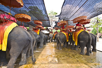 Image showing Elephants