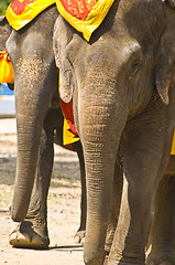 Image showing Elephants