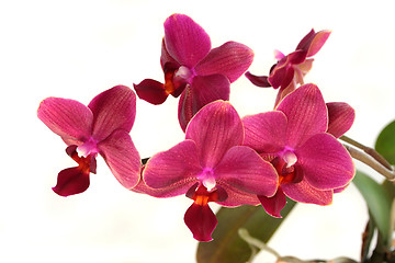 Image showing Orchid