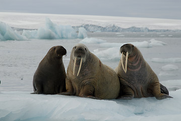 Image showing Walrus