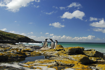 Image showing Magelanic Penguins 