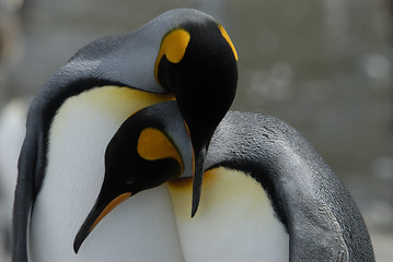 Image showing King Penguins