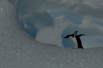 Image showing Adelie Penguin