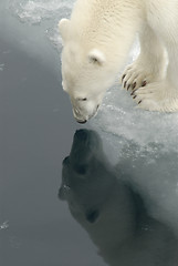 Image showing Polar bear