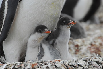 Image showing Gentoo Penguins chiks