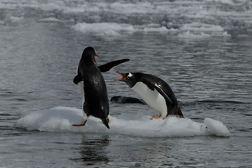 Image showing Gentoo Penguins
