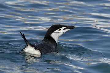 Image showing Chinstrap Penguin