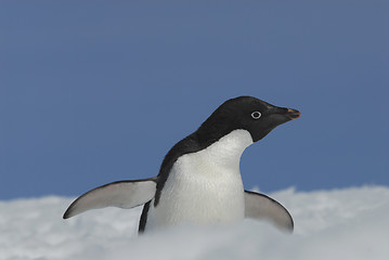 Image showing Adelie Penguin