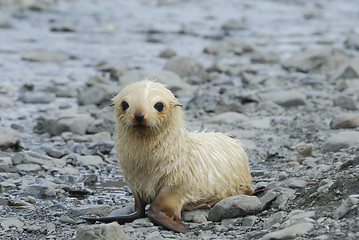 Image showing Fur Seal