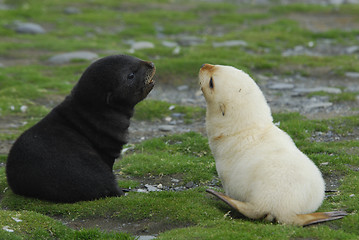 Image showing Fur seal