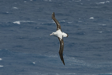 Image showing Albatros