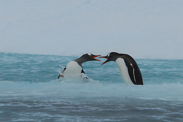 Image showing Gentoo Penguis