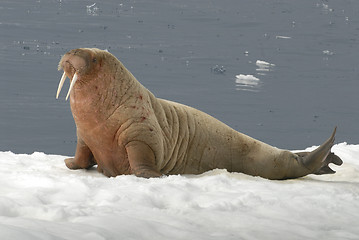 Image showing Walrus