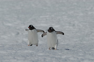 Image showing Gentoo Penguins