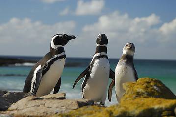 Image showing Magelanic Penguins