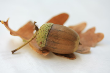 Image showing Acorn on leaf