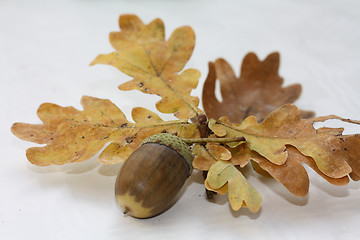 Image showing Acorn on leaves