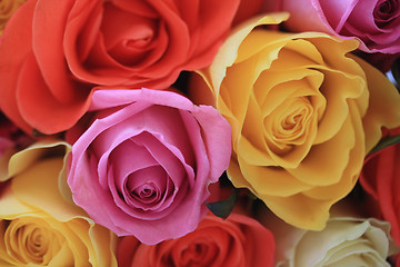 Image showing Multi colored roses