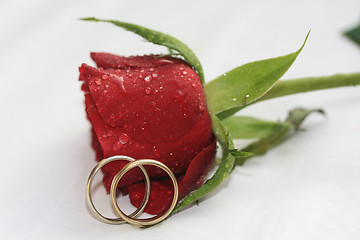 Image showing Wedding bands and a red rose