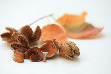 Image showing Autumn still life