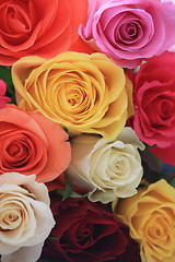 Image showing Different colors of roses