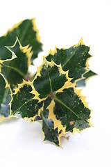 Image showing Holly