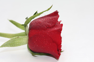 Image showing Waterdrops on a red rose