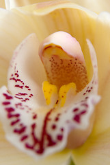 Image showing Orchid flower close-up, selective focus 