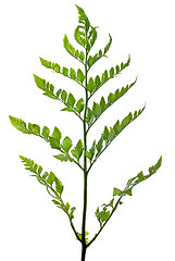 Image showing Fern leaf 