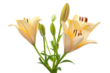 Image showing Yellow lilies