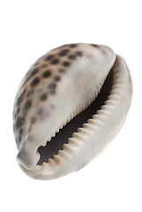 Image showing Seashell with dark spots