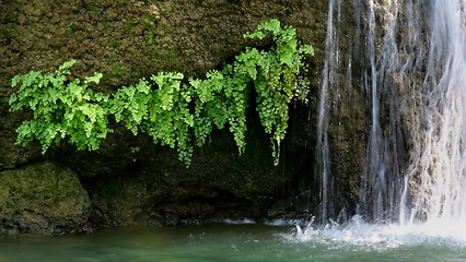 Image showing green leaves with waterfall