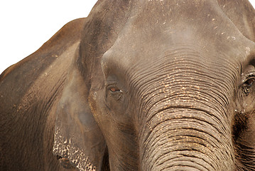 Image showing elephant