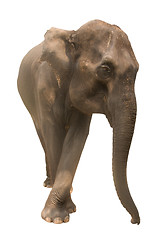 Image showing elephant