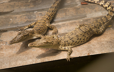 Image showing two crocodiles