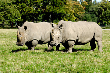 Image showing Rhino