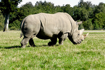 Image showing Rhino